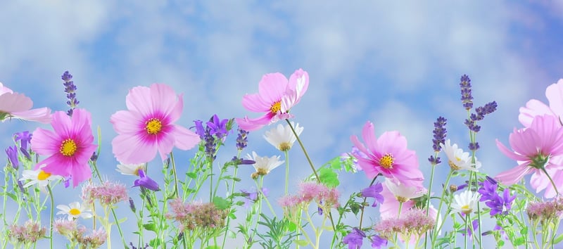 Fantasy blooms